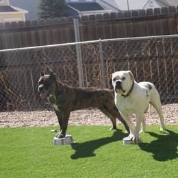 Molosser (Bully x)  All Grown Up from Miscela Molossers