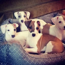 Italian Greyhound Puppies from Divine Italian Greyhounds