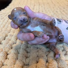 Coconut - Red  male Poodle puppy in Wharton, Texas from In the Red Poodles