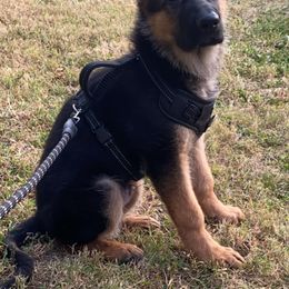 German Shepherd Puppies from Ewig Krieger Kennels