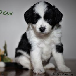 Goldendoodle and Aussiedoodle Puppies from Sister Doodles
