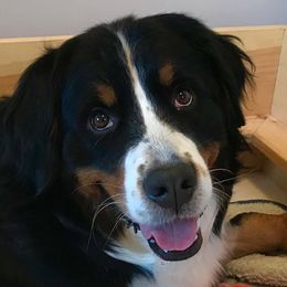 NEALA - Bernese Mountain Dog