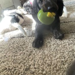 Dachshund Puppies from Meyerhaus (Weenie-Corn Ranch)