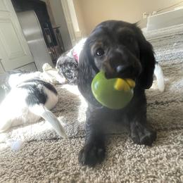 Dachshund Puppies from Meyerhaus (Weenie-Corn Ranch)