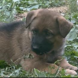 Girl 1 - Sable female German Shepherd puppy in Worcester, Massachusetts from Alta Concordia German Shepherds