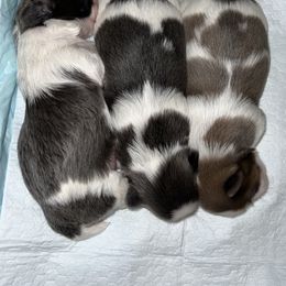 Shih Tzu Puppies from Lavender Lane Tzus