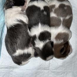 Shih Tzu Puppies from Lavender Lane Tzus