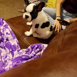 French Bulldog Puppies from Friendly Acres French Bulldogs