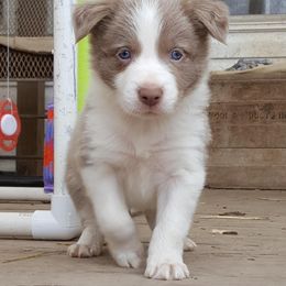 Border Collie Puppies from Spice of Life Border Collies