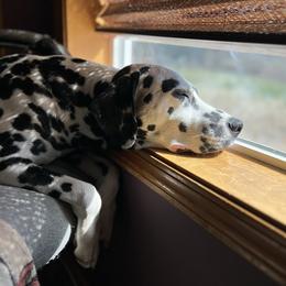 Dalmatian Puppies from Hallmark Dalmatians;