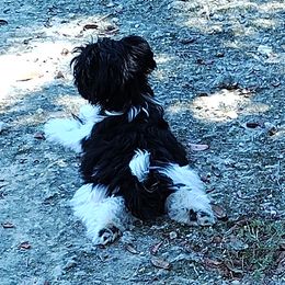 Havanese puppies from Curly Que Standard Poodles and Havanese