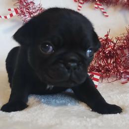 "Boost"   Boy 1 - male Pug puppy in Blountsville, Alabama from Rock Springs Pugs
