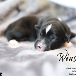 Winslow - BTM - Black tri male Miniature Australian Shepherd puppy in Nacogdoches, Texas from TK Standard, Mini, & Toy Aussies