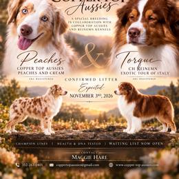 Australian Shepherd puppies from Copper Top Aussies