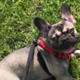 French Bulldogs and Pomeranians from P3 POM’S AND PUPPIES