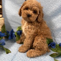 Dayna red boy - Red male Cockapoo puppy in Haines City, Florida from Camic Cockapoos