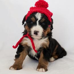 Bernedoodle and Bernese Mountain Dog Puppies from Mercy Mountain Doodles