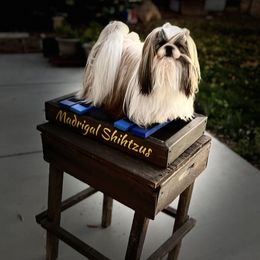Dady - Shih Tzu