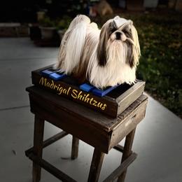 Dady - Shih Tzu
