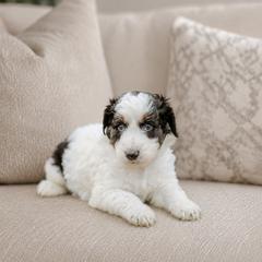 Proof - Black and white male Aussiedoodle puppy in Inman, South Carolina from Dark Corner Doodles