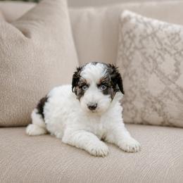 Proof - Black and white male Aussiedoodle puppy in Inman, South Carolina from Dark Corner Doodles