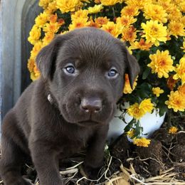 Dilute Retriever and Labrador Retriever Puppies from CKB Labradors