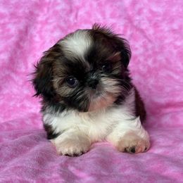 Tasha - Red and white female Shih Tzu puppy in Shawnee, Oklahoma from Black Velvet Shih Tzu