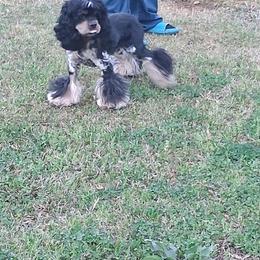Cocker Spaniel Puppies from Mekas Cocker Spaniels
