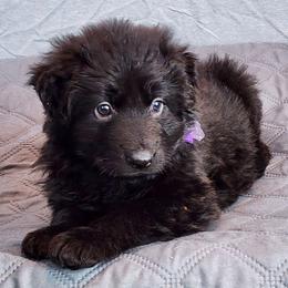 Purple Collar - Black female German Shepherd puppy in Louisville, Ohio from Crooked River German Shepherds