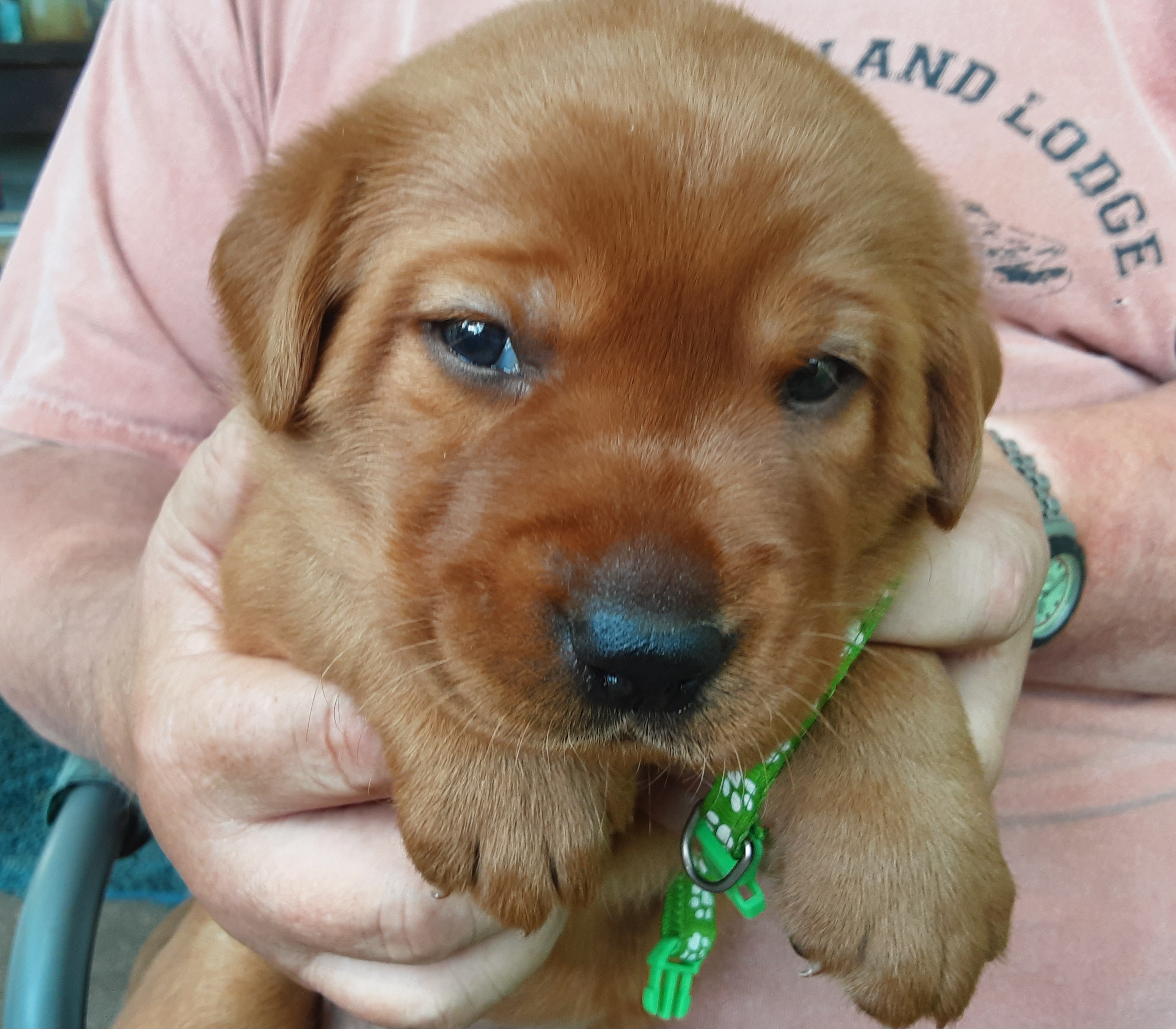 Boy 1 - Labrador Retriever puppy in West Salem, Wisconsin from Hidden River Retrievers