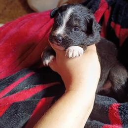 Boy 1 - Black tri-color male Australian Shepherd puppy in Sultan, Washington from Van Huitt Australian Shepherds