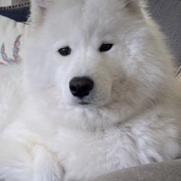 Samoyeds from WyteRose Samoyeds