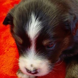 Merida - Black tri female Miniature American Shepherd puppy in San Benito, Texas from Vaquera's Miniature American Shepherds