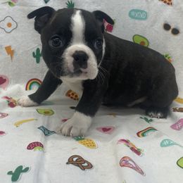 Ned - Black brindle and white male Boston Terrier puppy in Fillmore, Illinois from Wind Hill Puppies