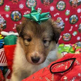 Dancer - Sable and white male Collie puppy in Carencro, Louisiana from Cajun Bayou's Collies LLC