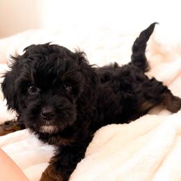 Sophia - Black and tan female Cavapoo puppy in Redding, California from O’Hara  Doodles