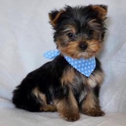 Boy 1 - Black and tan male Yorkshire Terrier puppy in Aiken, South Carolina from Sio's Yorkies