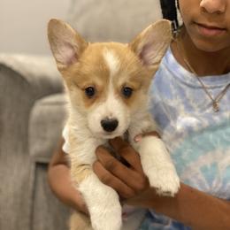Waffles - Red female Pembroke Welsh Corgi puppy in Urbana, Ohio from Edgewood Farm and Kennel