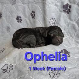 Ophelia - Black female Labradoodle puppy in Genoa City, Wisconsin from Sakura Pups