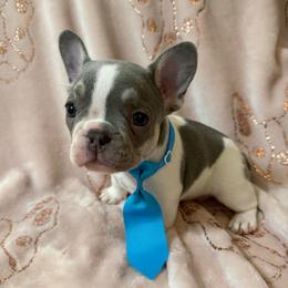 Jingle - Blue male French Bulldog puppy in Lakeland, Florida from Fur Love And Puppies