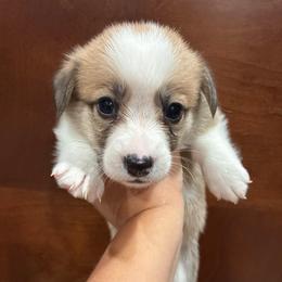 Glow - Red female Pembroke Welsh Corgi puppy in Delton, Michigan from CorGizmo