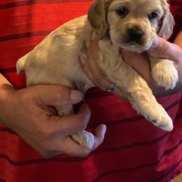 Alfalfa (Red) - Buff and white male Cocker Spaniel puppy in Garland, Texas from Palms Cocker Spaniels of Texas