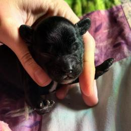 Fry - Black male Cavapoo puppy in Battle Lake, Minnesota from Panda Puppies