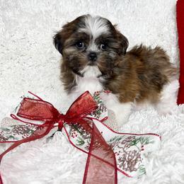 AKC Leo - Brindle male Shih Tzu puppy in Greenville, South Carolina from Babyface Shih Tzu