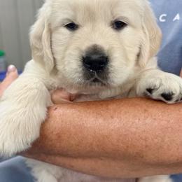 Boy pick 3 - Light golden male Golden Retriever puppy in Waterloo, Indiana from All 4 Paws of Pheasant Run
