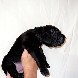 Cane Corso Puppies from Rock Creek Cane Corso