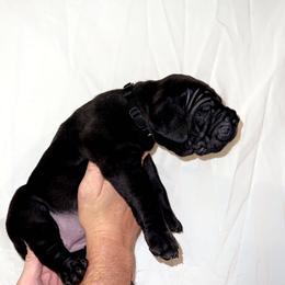 Cane Corso Puppies from Rock Creek Cane Corso
