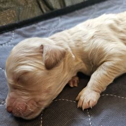 Carson - Apricot male Goldendoodle puppy in Kansas City, Missouri from Poppy's Doodles