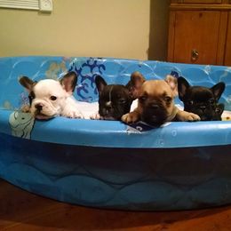 French Bulldog Puppies from Sproull's Fabulous French Bulldogs of Howell Michigan