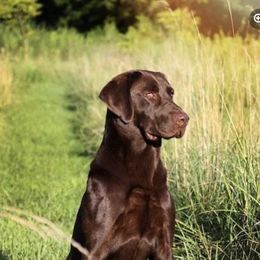 Labrador Retrievers from Wild Games Labradors